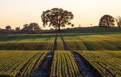 Feld mit Futterpflanzen