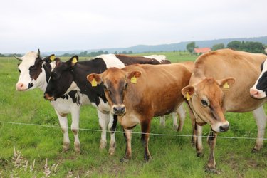 Jersey und schwarzbunte Kuehe auf der Weide