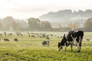 Nebeldunst über der Landschaft mit Kühen auf der Weide