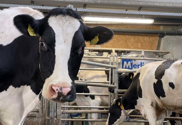 Kühe im Stall vor dem Zugang zum Melkroboter