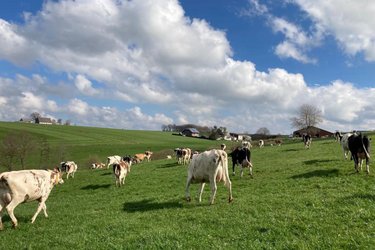 Weidegang für Kühe auf dem Hof Abel