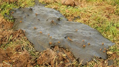 Kuhfladen als Nährboden für Insekten