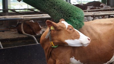 Kuh mit Kuhbürste im Stall