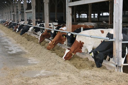 Offenstall mit Kühen am Fressgitter