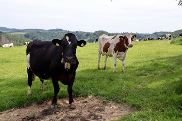 drei schwarzbunte Kühe liegend auf der Weide