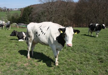 stehende Kuh auf der Weide