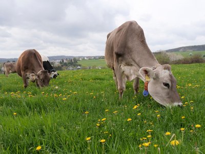 Kühe auf der Weide bei Benny Reuter