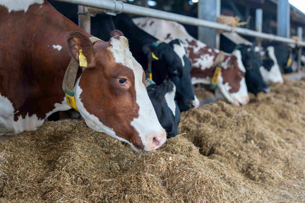 Schwarz- und Rotbunte Kühe stehen nebeneinander im Stall des Milchhof Oskamp