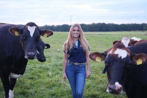 Neben den vielen Schwarzbunten finden sich auch ein paar Kreuzungstiere.