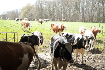 Die Kühe haben jederzeit Zugang zur Weide