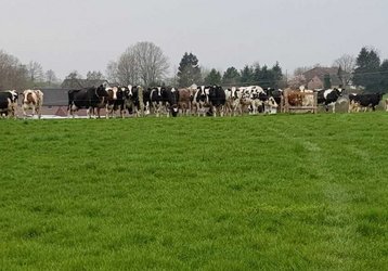 Eine Herde schwarzbunter Kühe auf der Weide