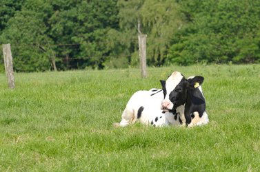 Eine ruhende schwarzbunte Kuh auf der Weide