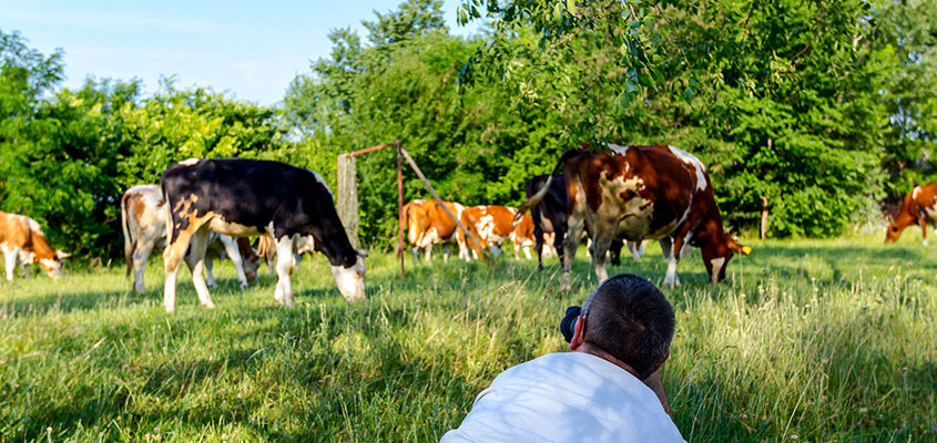 Fotograf auf Kuhweide